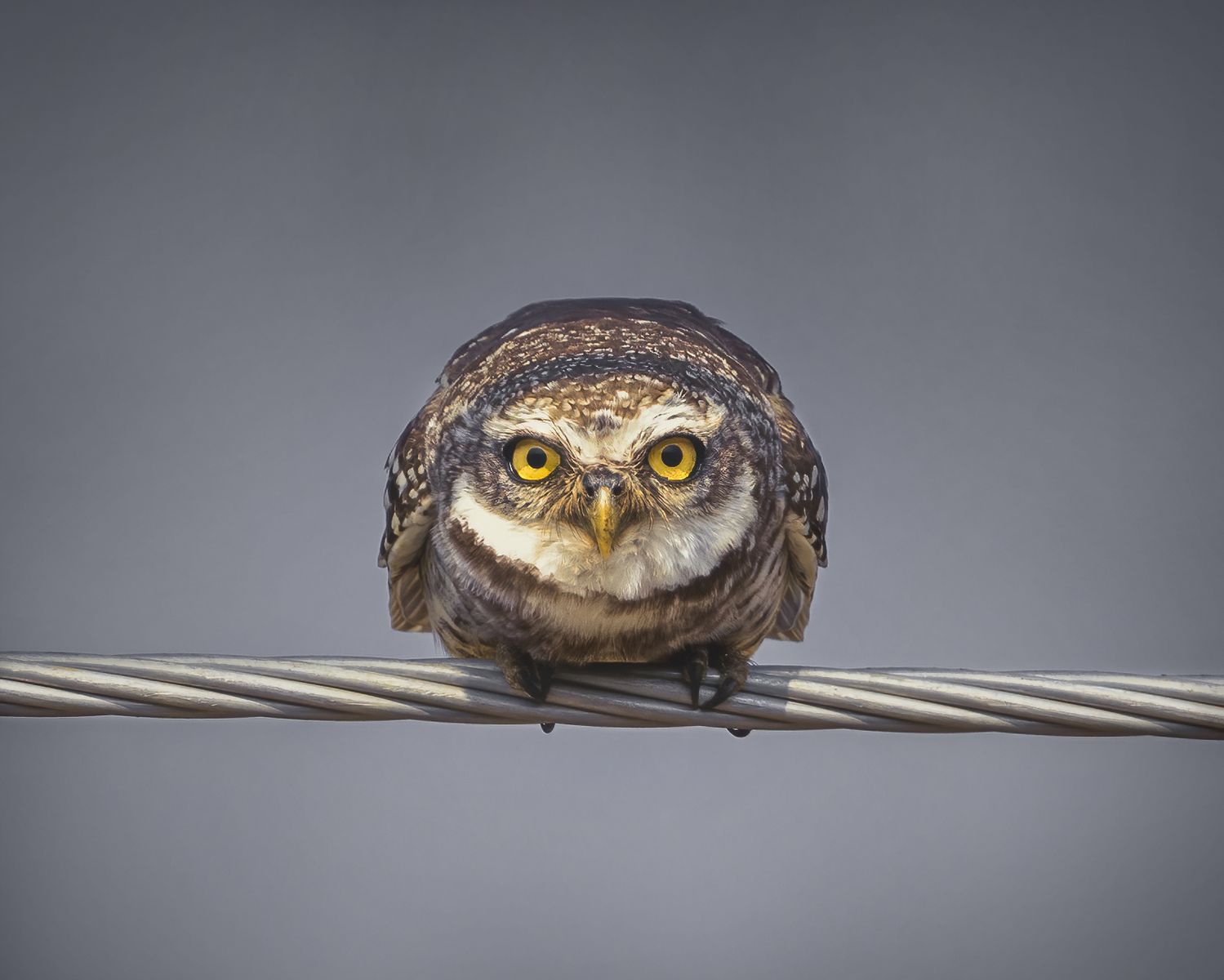 Spotted owlet (1)